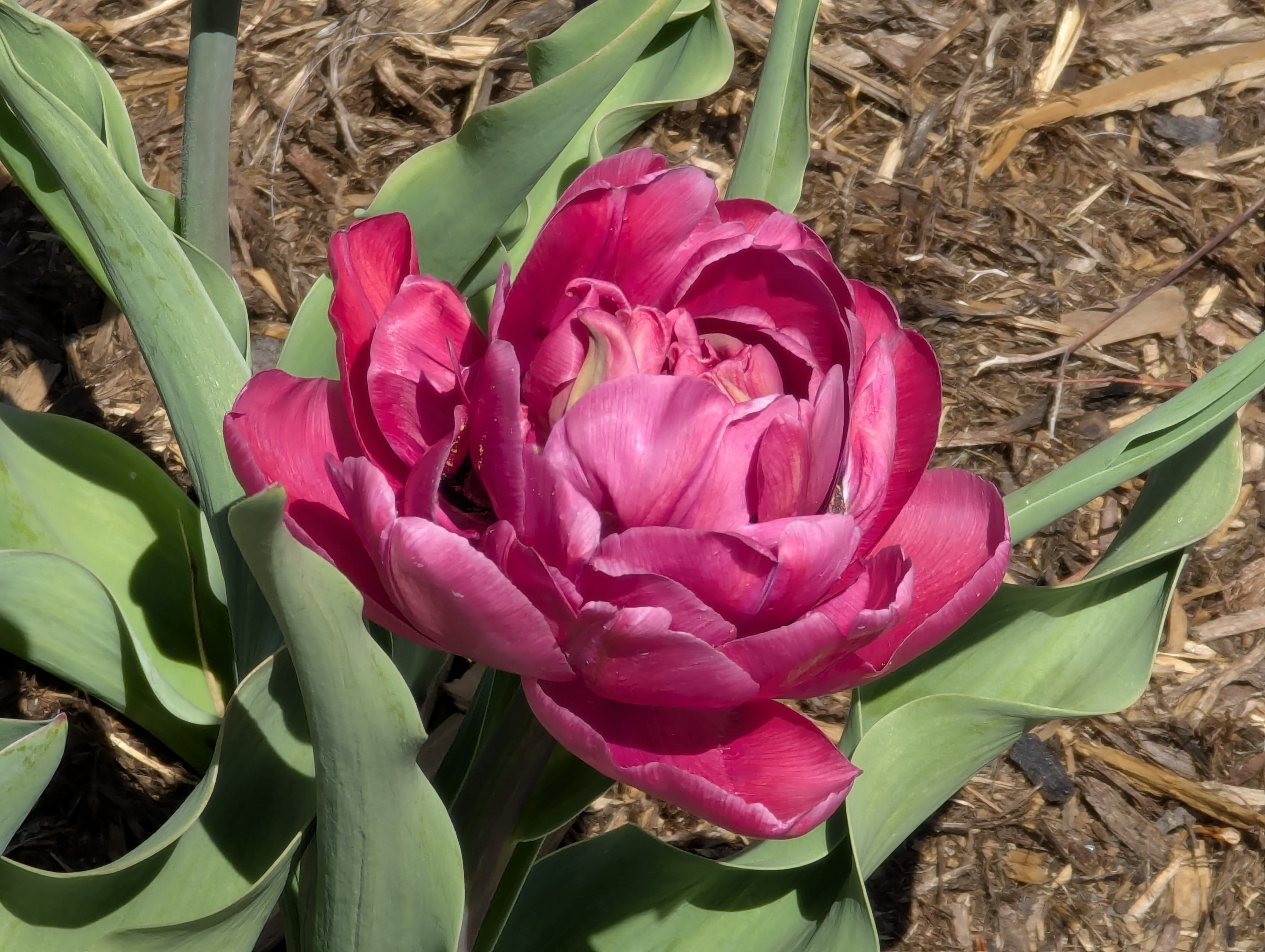 Garden, Flowers, Morrison, Colorado